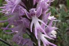 Orchis italica - flor del hombre desnudo (FILEminimizer)