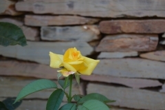 thumbs_399